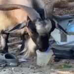 Viral κατσίκα στα Σύβοτα: Δροσίζεται πίνοντας… μοχίτο (βίντεο)