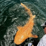 Απίστευτο εύρημα στην Κόστα Ρίκα: Καρχαρίας με πορτοκαλί χρώμα και λευκά μάτια