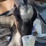 Κρήτη: Κατσίκα πίνει μοχίτο σε παραλία και γίνεται viral [Βίντεο]