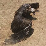 Μαυρογύπας νεκρός από ηλεκτροπληξία