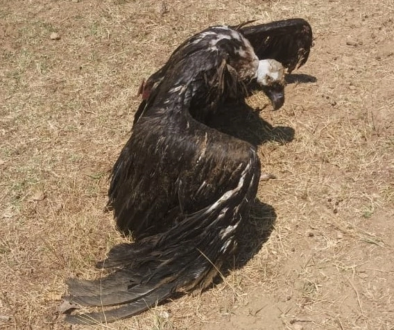 Μαυρογύπας