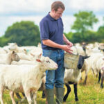 Επιδημία ευλογιάς: Πώς επηρεάζει τις τιμές σε γάλα και κρέας