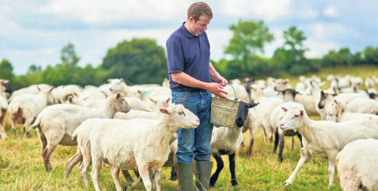 ευλογιά των προβάτων
