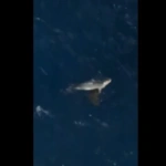 Η στιγμή που φώκια επιτίθεται σε χελώνα Caretta caretta στο λιμάνι της Σύρου