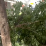 Έπεσε δέντρο από τους ισχυρούς ανέμους στην Ερμού – Δεν τραυματίστηκε κανείς [βίντεο]