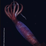 Σπάνιο θαλάσσιο εύρημα στην Ανταρκτική: Ζωντανό καλαμάρι εντοπίστηκε σε βάθος 2.152 μέτρων [βίντεο]