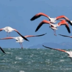 Μαγευτικό θέαμα στο Ναύπλιο: Δεκάδες φλαμίνγκο χρωματίζουν τα νερά του Αργολικού κόλπου [εικόνες]