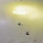 Χαλκιδική: Πολίτες έσωσαν δεκάδες χελωνάκια καρέτα – καρέτα που… μπήκαν σε αυλή σπιτιού [Βίντεο]