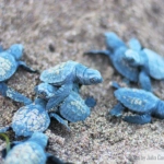 Εντοπίστηκαν 1160 φωλιές θαλάσσιων χελωνών με τη συνδρομή πολιτών