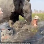 Τρόμος: Ελέφαντας αναποδογύρισε κανό με τουρίστες – Χτύπησε γυναίκα με την προβοσκίδα του (σοκαριστικό βίντεο)