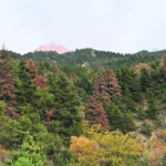 Κλιματική κρίση: Στον Χελμό πεθαίνουν τα δέντρα πριν γεράσουν