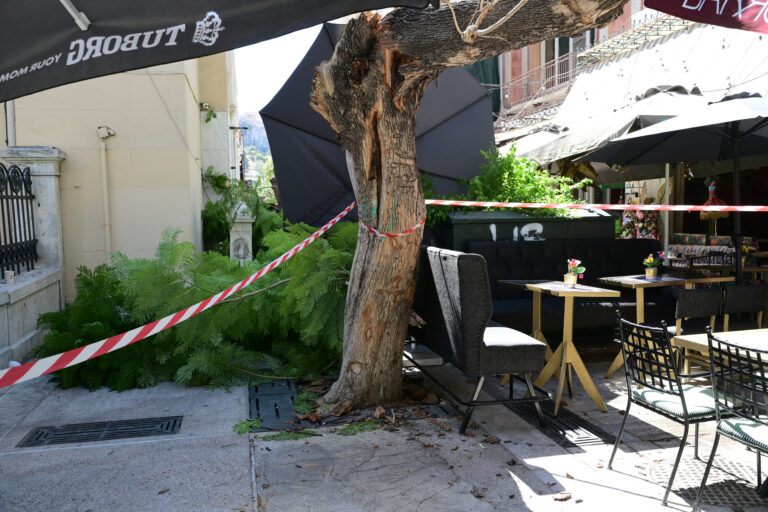 ΠΤΩΣΗ ΔΕΝΤΡΟΥ