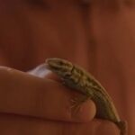 Από τις βραχονησίδες της Μήλου, ένα νέο είδος σαύρας για την επιστήμη