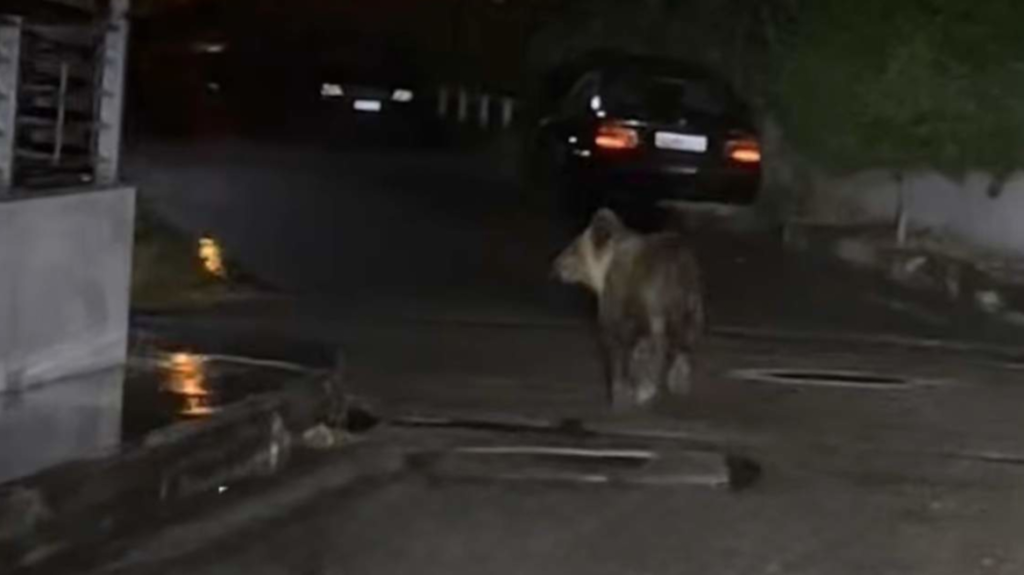 Τρίκαλα: Αρκούδα έκανε βόλτες στην πόλη και αναστάτωσε τους κατοίκους
