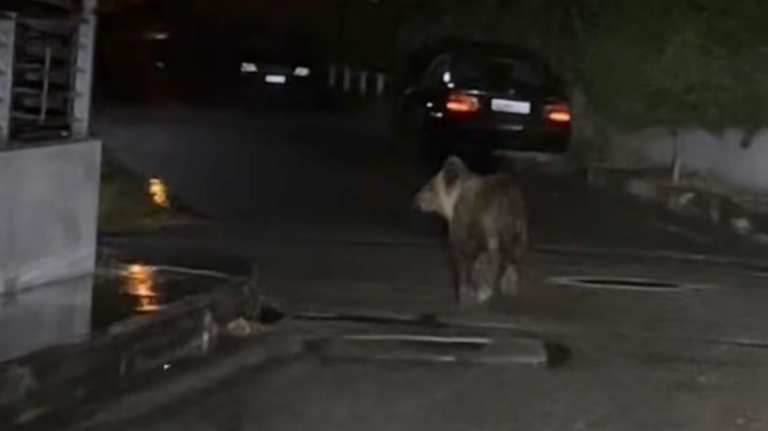 Τρίκαλα: Αρκούδα έκανε βόλτες στην πόλη και αναστάτωσε τους κατοίκους