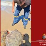 Ηλεία: Πυροσβέστες διέσωσαν δύο χελώνες καρέτα-καρέτα που είχαν παγιδευτεί σε δίχτυα ψαράδων [Βίντεο]