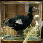 Η επιστροφή του ντόντο: Επιστήμονες υποστηρίζουν ότι μπορούν να «αναγεννήσουν» το εξαφανισμένο πτηνό