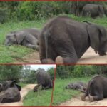 Νότια Αφρική: Ελέφαντες έφαγαν… μαρούλα και μέθυσαν – Το βίντεο που κάνει τον γύρο του κόσμου