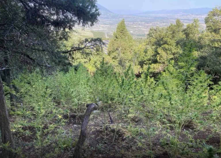 Φθιώτιδα: Εντοπίστηκε μεγάλη φυτεία κάνναβης – Πάνω από μισό εκατομμύριο ευρώ το προσδοκώμενο κέρδος