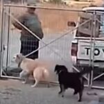 Λήμνος: Εγκατέλειψαν σκύλους πετώντας τους μέσα στο κυνοκομείο – Δείτε βίντεο