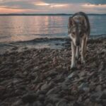 Χαλκιδική: Τοποθετήθηκαν ενημερωτικές πινακίδες για την παρουσία λύκου στην περιοχή του Νέου Μαρμαρά