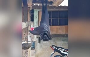 Άνοιξε το γκαράζ του και βρήκε γιγαντιαία νυχτερίδα με άνοιγμα φτερών έως 1,7 μέτρα