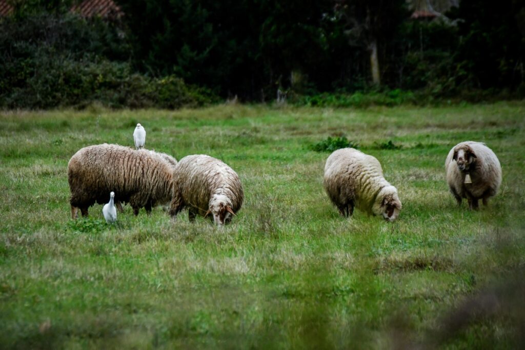 Ευλογιά των αιγοπροβάτων