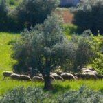 Σαμοθράκη: Μεγάλη ανησυχία για την εξάπλωση της ευλογιάς – Θανατώθηκαν πάνω από 3.000 ζώα [Βίντεο]