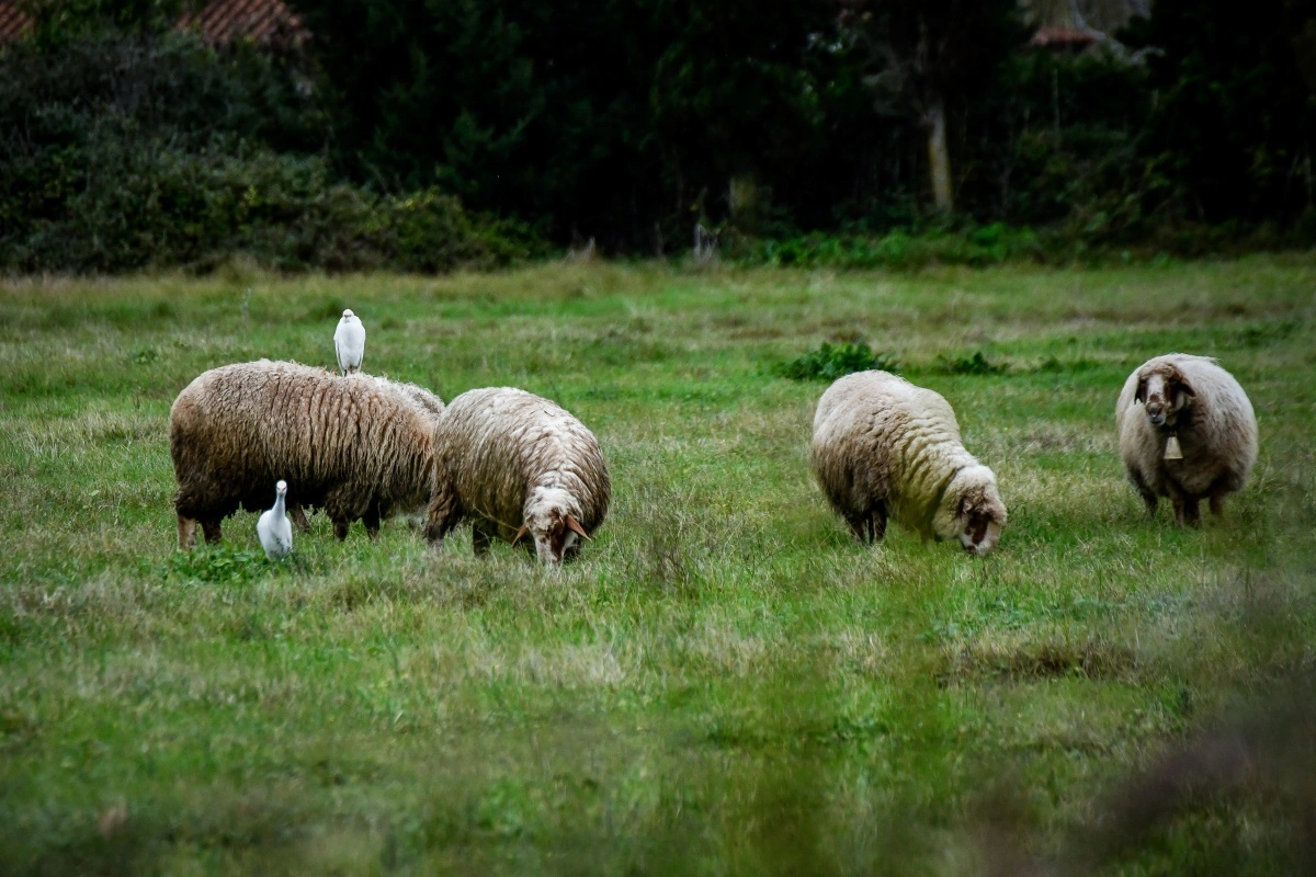 Ευλογιά των αιγοπροβάτων