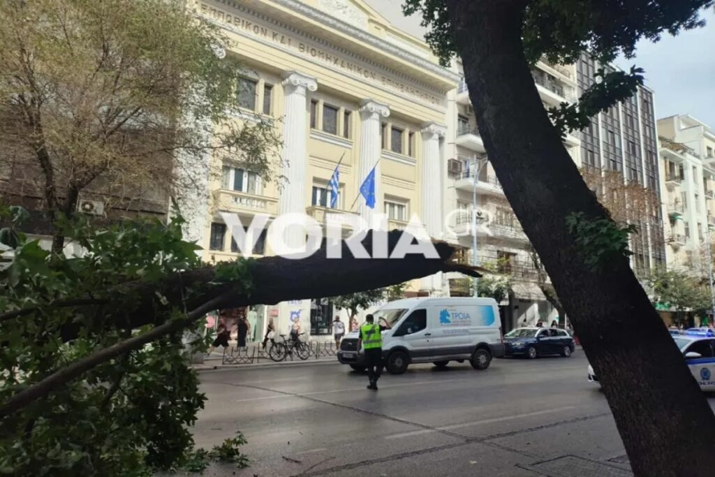 Θεσσαλονίκη: Τεράστιο κλαδί δέντρου έπεσε στον πιο κεντρικό δρόμο της πόλης μέρα μεσημέρι [Βίντεο]