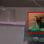 Νεκρά δύο νεογνά: Τα δάγκωσαν αρουραίοι μέσα σε κορυφαίο νοσοκομείο της «καθαρότερης πόλης» της Ινδίας