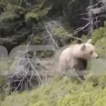 Δράμα: Βίντεο-ντοκουμέντο από τα τελευταία λεπτά του ορειβάτη πριν την επίθεση της αρκούδας – Η στιγμή που πέφτει στον γκρεμό