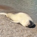 Απρόσμενη επισκέπτρια στη Σύμη – Φώκια έκανε ηλιοθεραπεία δίπλα στους λουόμενους [βίντεο]