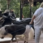 Απίστευτο θέαμα στην Αθήνα: Γυναίκα βόλταρε με… πόνυ στο κέντρο – Δείτε το βίντεο!