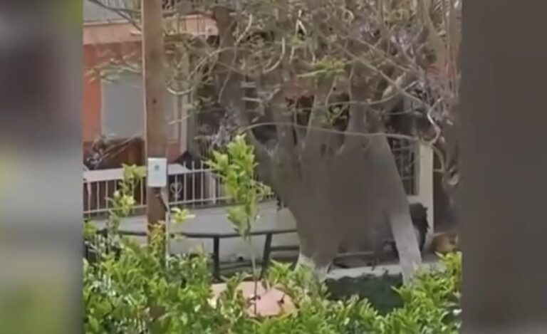 Χανιά: Βίντεο ντοκουμέντο με τη συμμορία να πουλάει ναρκωτικά – Το σπίτι διακινητή επισκέπτονταν πελάτες του κυκλώματος