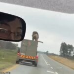 Σοκαριστική στιγμή: Λιοντάρι πηδά από κινούμενο όχημα αφού δραπέτευσε από τρέιλερ – Περιπλανιόταν αμέριμνο στο δρόμο