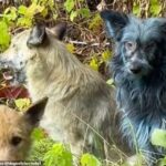 Μπλε σκύλοι στο Τσέρνομπιλ: Τι πραγματικά συμβαίνει – Φουντώνουν τα σενάρια