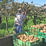 Ακτινίδια: Σπάνε ρεκόρ η παραγωγή και οι εξαγωγές