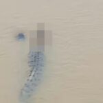 Φρίκη στην Ινδία: Κροκόδειλος άρπαξε και παρέσυρε γυναίκα ενώ έκανε μπάνιο στο ποτάμι