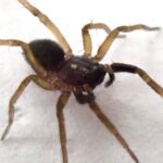 Απίστευτο: Σπάνια αράχνη-λύκος ξαναβρέθηκε μετά από 40 χρόνια – Οι επιστήμονες την εντόπισαν μόλις 9 λεπτά πριν φύγει η βάρκα