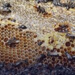 Μισό εκατομμύριο μέλισσες σκοτώθηκαν σε εμπρηστική επίθεση στην Ολλανδία