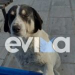 Φρίκη στην Εύβοια: Πυροβόλησαν και σκότωσαν αδέσποτο σκύλο