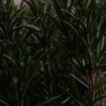 Θεσσαλονίκη: Πέρασαν χειροπέδες σε 62χρονο γιατί… έκοψε να μυρίσει ένα κλωνάρι δενδρολίβανο!