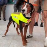 Θεσσαλονίκη: Γιλέκα με καρφιά για κυνηγόσκυλα για προστασία από δαγκώματα λύκων