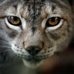 Τουρκία: Θανατηφόρο δάγκωμα – Αδέσποτη γάτα παραλίγο να σκοτώσει Βρετανίδα από λύσσα – Την έσωσαν τα σκυλιά της