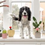 Νέο κατοικίδιο στο σπίτι; Οδηγός επιβίωσης για ομαλή προσαρμογή