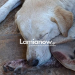 Αποτρόπαιο περιστατικό στα Καμένα Βούρλα: Σκύλος πυροβολήθηκε με δεκάδες σκάγια και βρέθηκε αιμόφυρτος