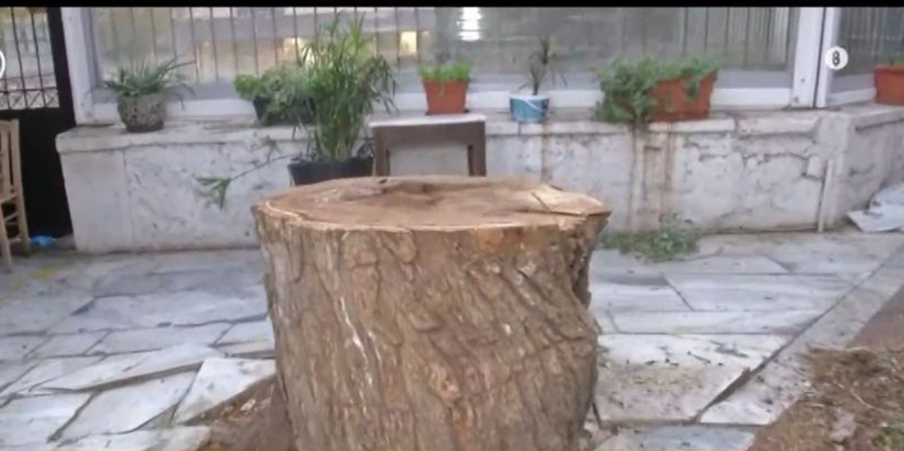 Νέα πτώση δέντρου στο Μοναστηράκι – Παραλίγο τραγωδία στον πεζόδρομο της Ανδριανού