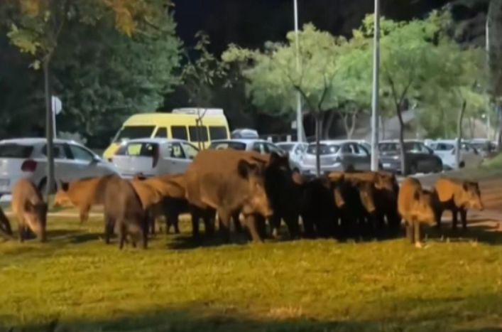 Αγριογούρουνα κάνουν βόλτα σε κεντρικό δρόμο της Τούμπας στη Θεσσαλονίκη [βίντεο]