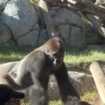 Συγκλονιστικό βίντεο: Γορίλας σπάει γυάλινο τοίχο σε περίβολο ζωολογικού κήπου του Σαν Ντιέγκο